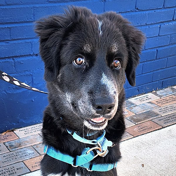 Alabaster Local Adoption Day