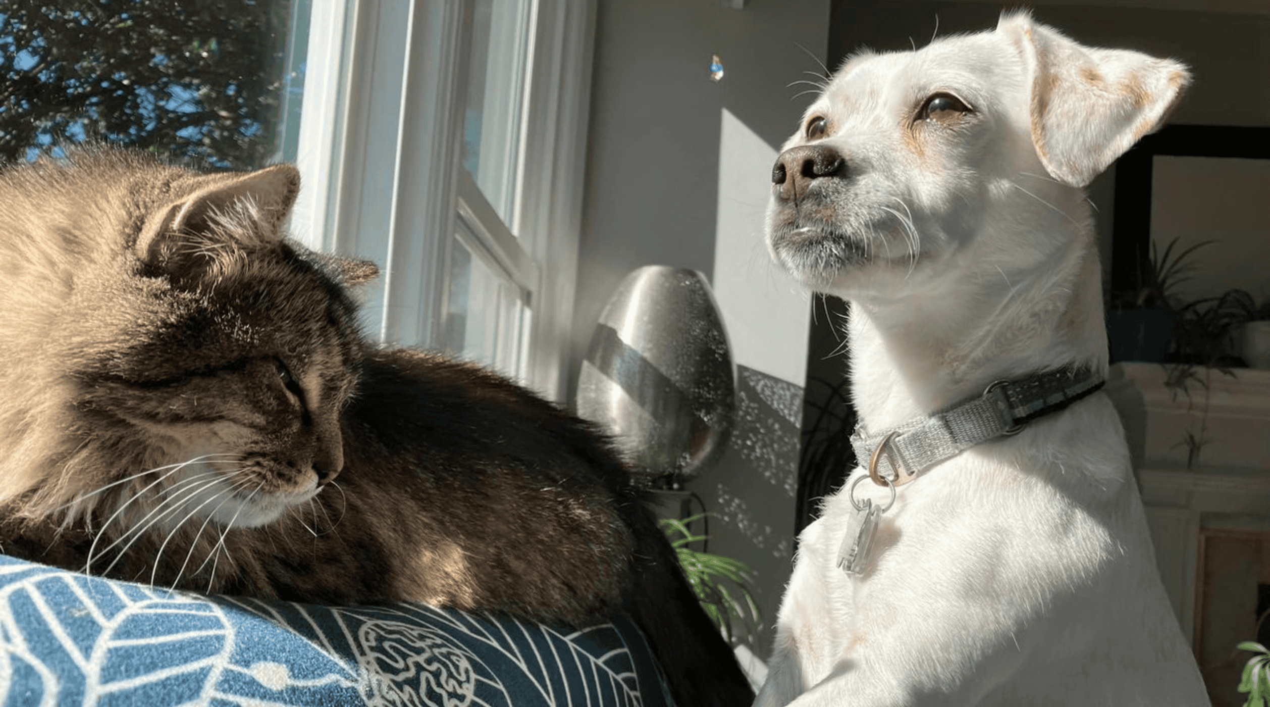 Labrador Retriever and tabby cat sitting by a sunny window, looking outside.